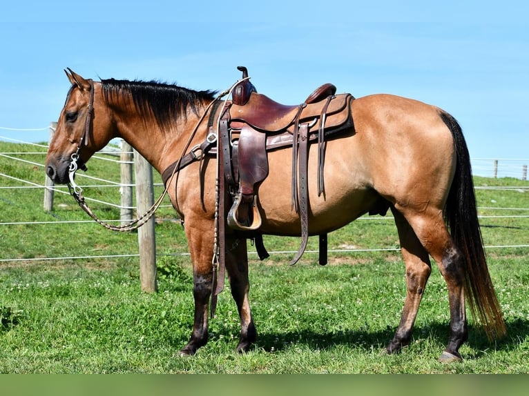 Quarter horse américain Hongre 8 Ans 150 cm Isabelle in Rebersburg, PA