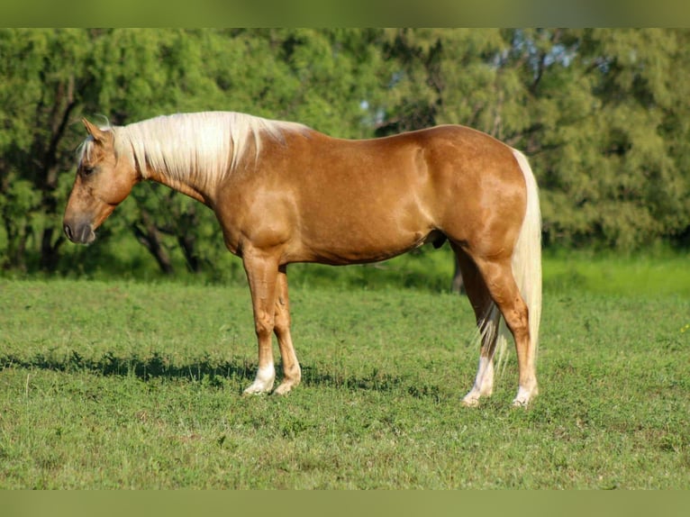 Quarter horse américain Hongre 8 Ans 150 cm Palomino in Stephenville