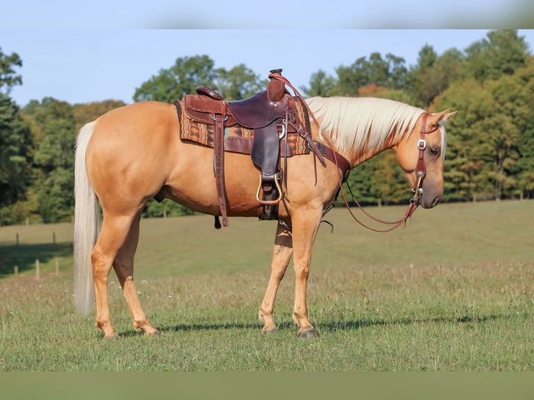 Quarter horse américain Hongre 8 Ans 150 cm Palomino in Clarion