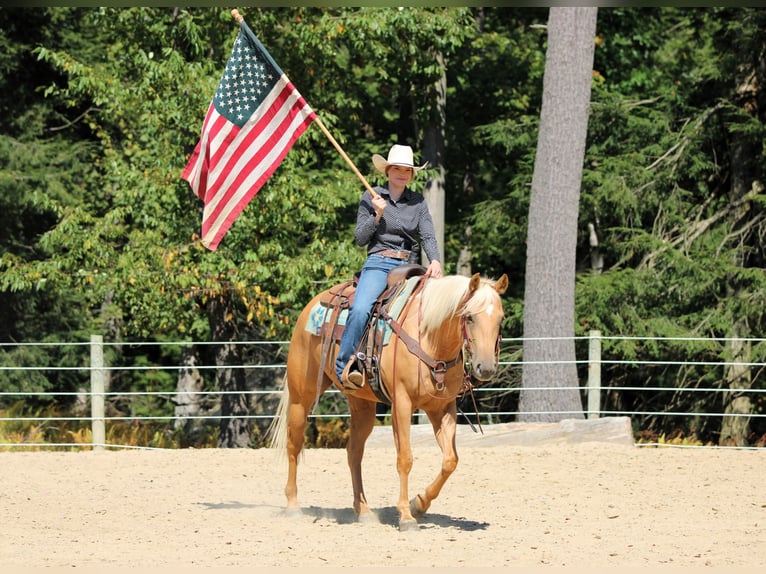 Quarter horse américain Hongre 8 Ans 150 cm Palomino in Clarion