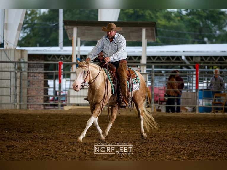 Quarter horse américain Hongre 8 Ans 150 cm Palomino in Sheffield