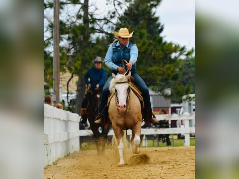 Quarter horse américain Hongre 8 Ans 150 cm Palomino in Sheffield