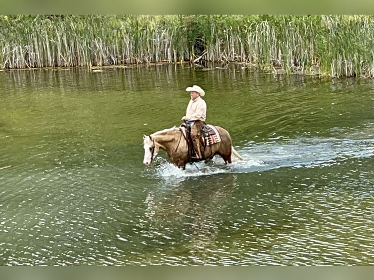 Quarter horse américain Hongre 8 Ans 150 cm Palomino in Sheffield