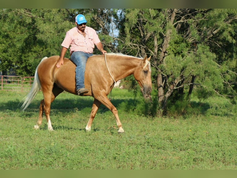 Quarter horse américain Hongre 8 Ans 150 cm Palomino in Whitesboro