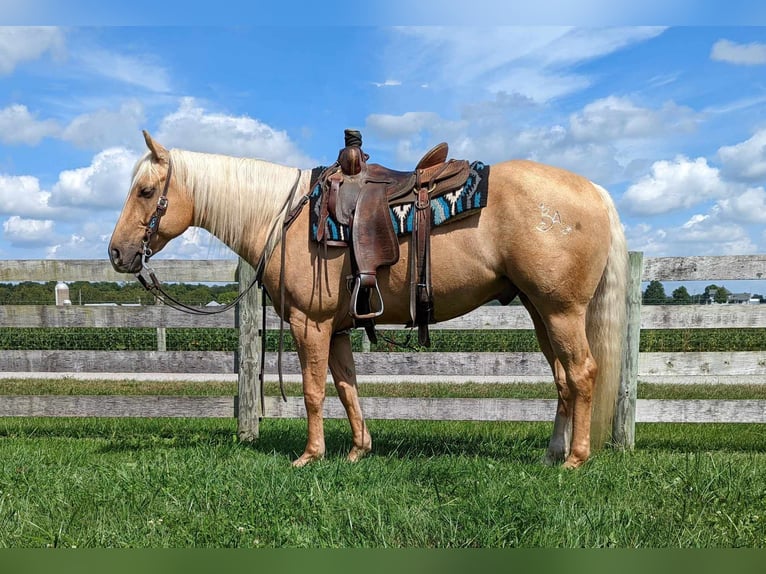 Quarter horse américain Hongre 8 Ans 150 cm Palomino in Winchester, OH