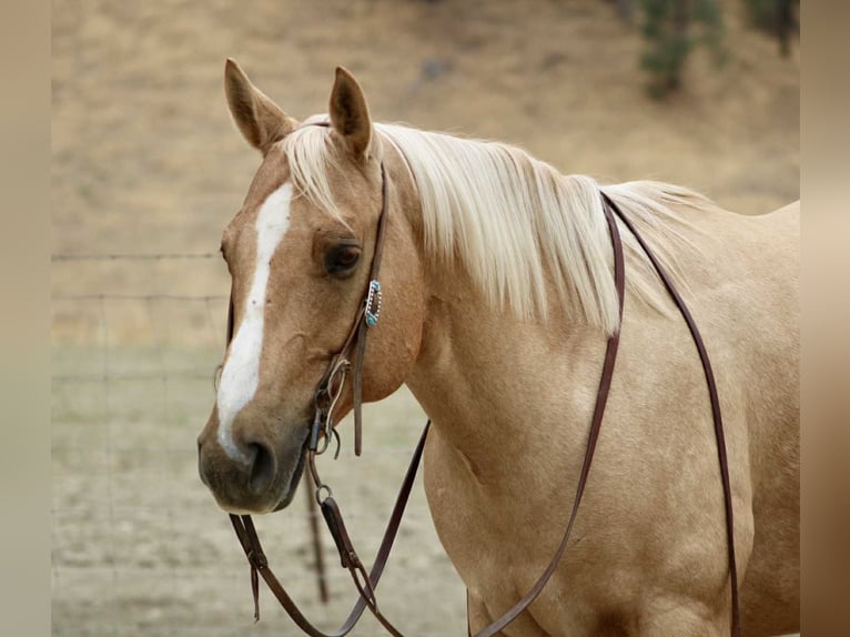 Quarter horse américain Hongre 8 Ans 150 cm Palomino in Bitterwater CA