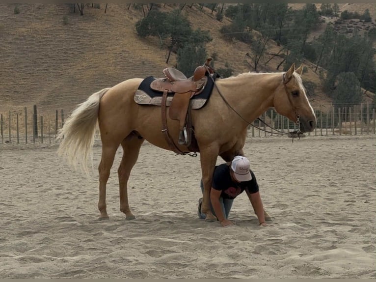 Quarter horse américain Hongre 8 Ans 150 cm Palomino in Bitterwater CA