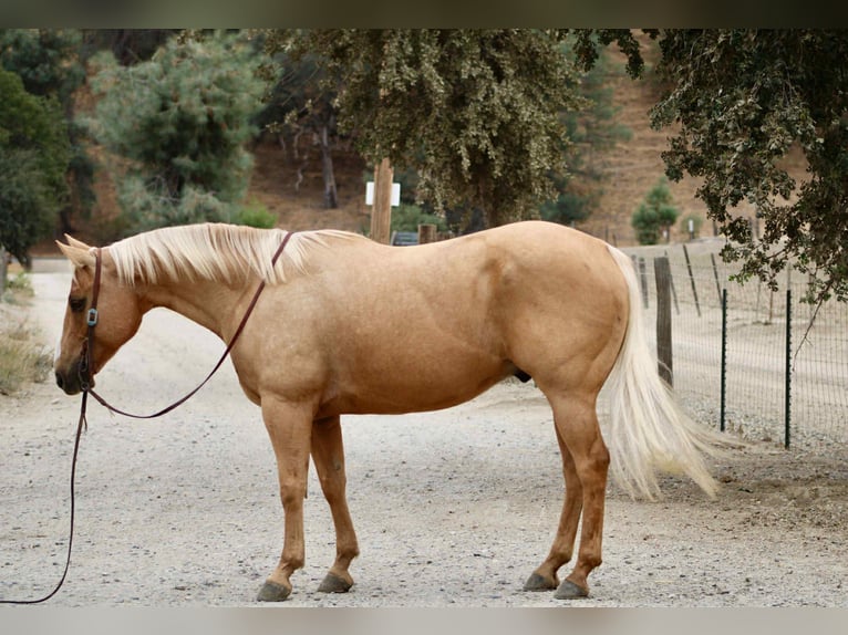 Quarter horse américain Hongre 8 Ans 150 cm Palomino in Bitterwater CA