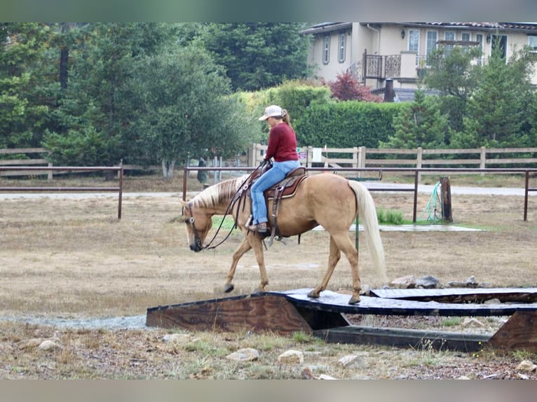 Quarter horse américain Hongre 8 Ans 150 cm Palomino in Bitterwater CA