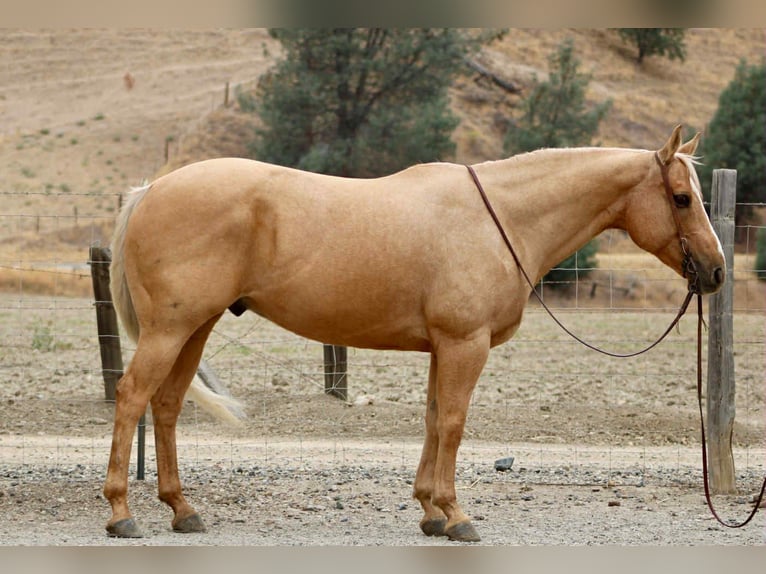 Quarter horse américain Hongre 8 Ans 150 cm Palomino in Bitterwater CA