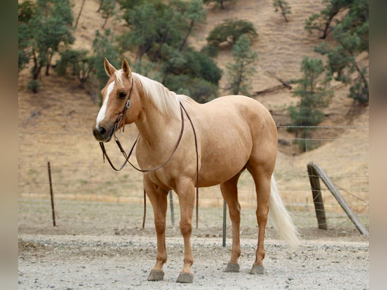 Quarter horse américain Hongre 8 Ans 150 cm Palomino in Bitterwater CA
