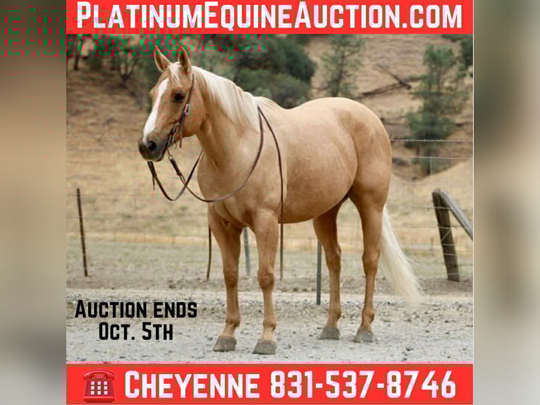 Quarter horse américain Hongre 8 Ans 150 cm Palomino in Bitterwater CA