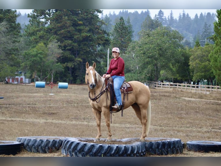 Quarter horse américain Hongre 8 Ans 150 cm Palomino in Bitterwater CA
