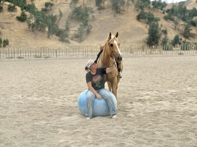 Quarter horse américain Hongre 8 Ans 150 cm Palomino in Bitterwater CA