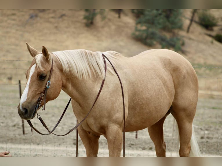 Quarter horse américain Hongre 8 Ans 150 cm Palomino in Bitterwater CA