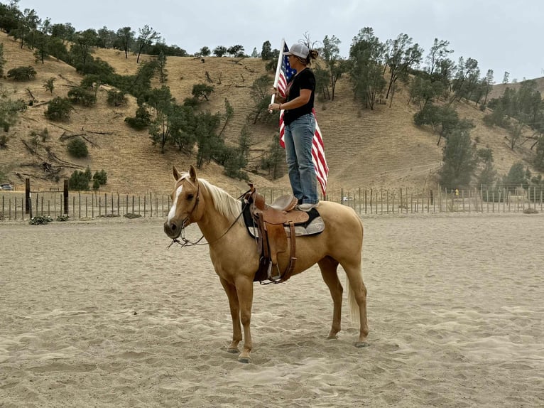 Quarter horse américain Hongre 8 Ans 150 cm Palomino in Bitterwater CA