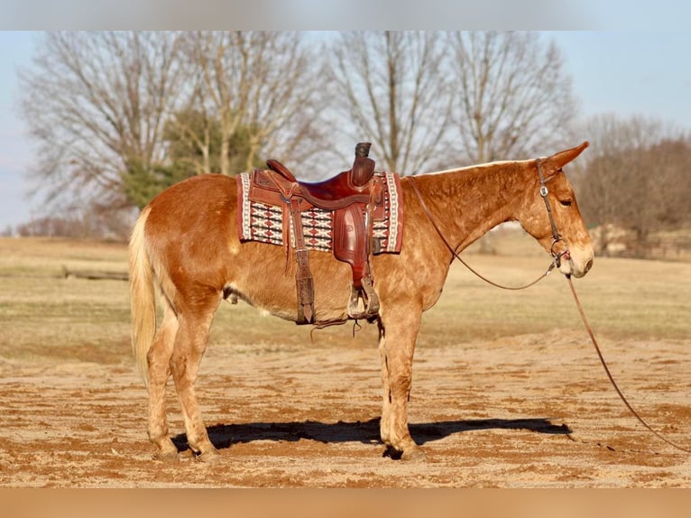 Quarter horse américain Hongre 8 Ans 150 cm Palomino in Brooksville KY