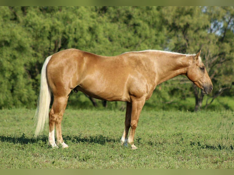 Quarter horse américain Hongre 8 Ans 150 cm Palomino in Stephenville TX