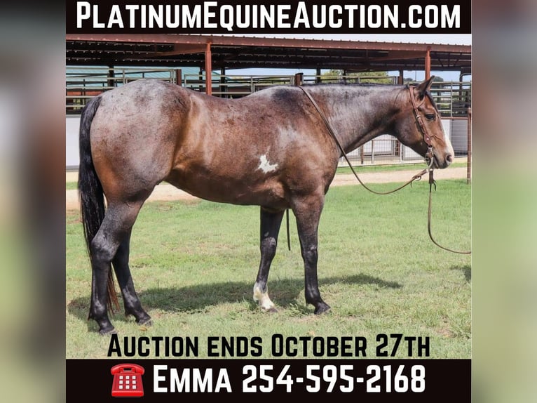 Quarter horse américain Hongre 8 Ans 150 cm Roan-Bay in Cleburne TX