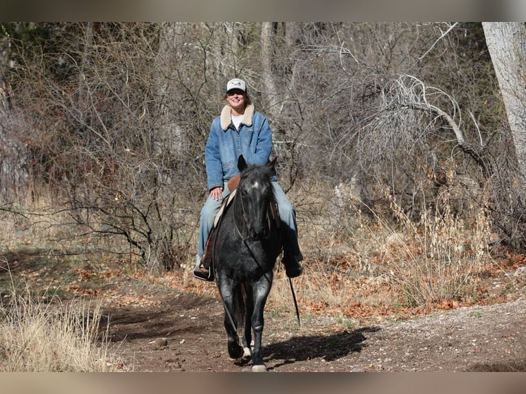 Quarter horse américain Hongre 8 Ans 150 cm Rouan Bleu in Camp Verde AZ