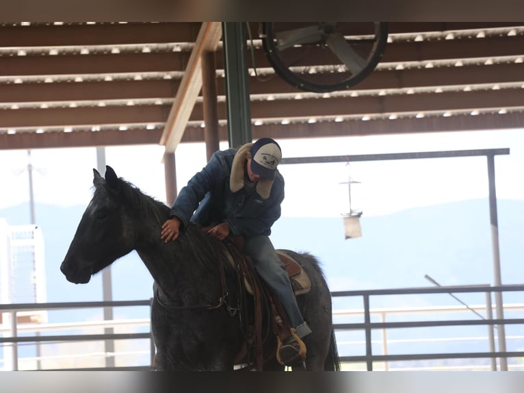 Quarter horse américain Hongre 8 Ans 150 cm Rouan Bleu in Camp Verde AZ