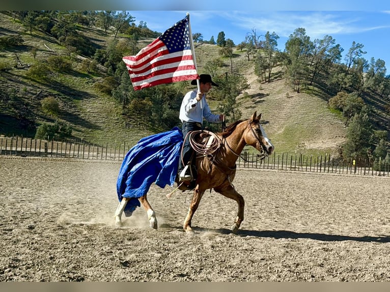 Quarter horse américain Hongre 8 Ans 150 cm Rouan Rouge in Paicines, CA