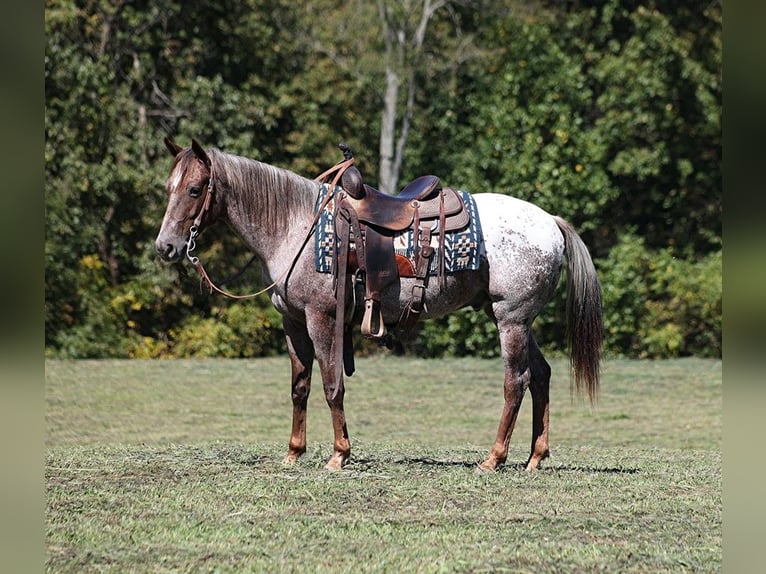 Quarter horse américain Hongre 8 Ans 150 cm Rouan Rouge in Brodhead KY
