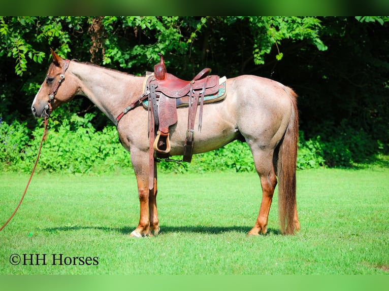 Quarter horse américain Hongre 8 Ans 150 cm Rouan Rouge in Flemingsburg KY
