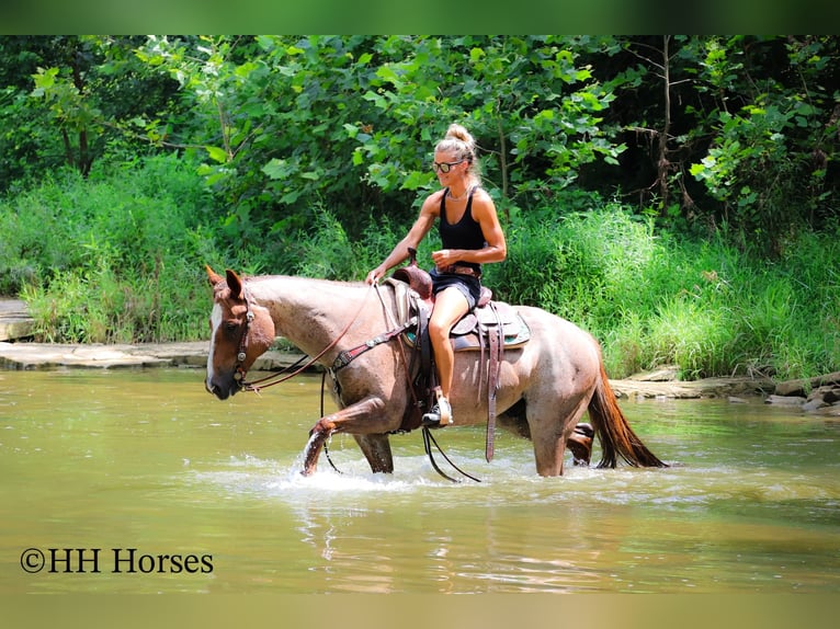 Quarter horse américain Hongre 8 Ans 150 cm Rouan Rouge in Flemingsburg KY