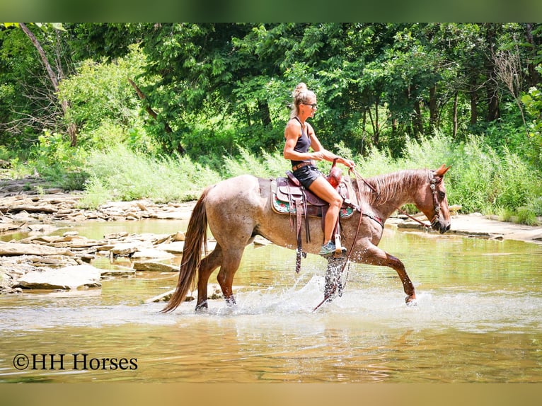 Quarter horse américain Hongre 8 Ans 150 cm Rouan Rouge in Flemingsburg KY
