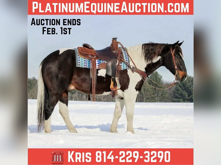 Quarter horse américain Hongre 8 Ans 150 cm Tobiano-toutes couleurs in Clarion, PA