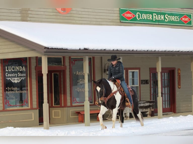 Quarter horse américain Hongre 8 Ans 150 cm Tobiano-toutes couleurs in Clarion, PA
