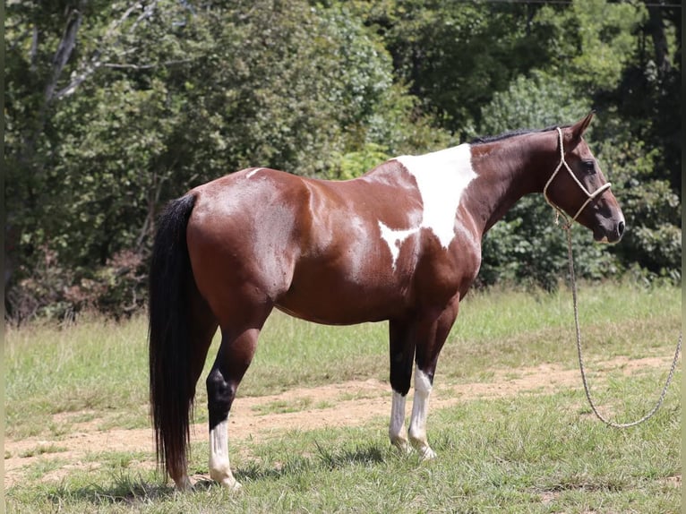 Quarter horse américain Hongre 8 Ans 150 cm Tobiano-toutes couleurs in Santa Fe, TN