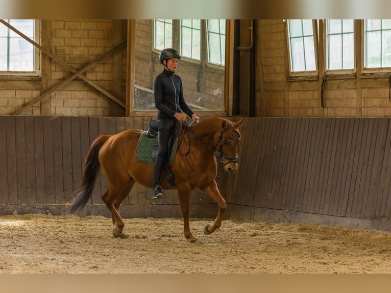 Quarter horse américain Hongre 8 Ans 152 cm Alezan in Großalmerode