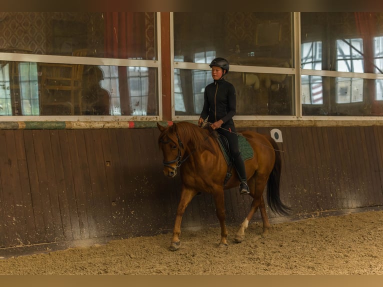 Quarter horse américain Hongre 8 Ans 152 cm Alezan in Großalmerode