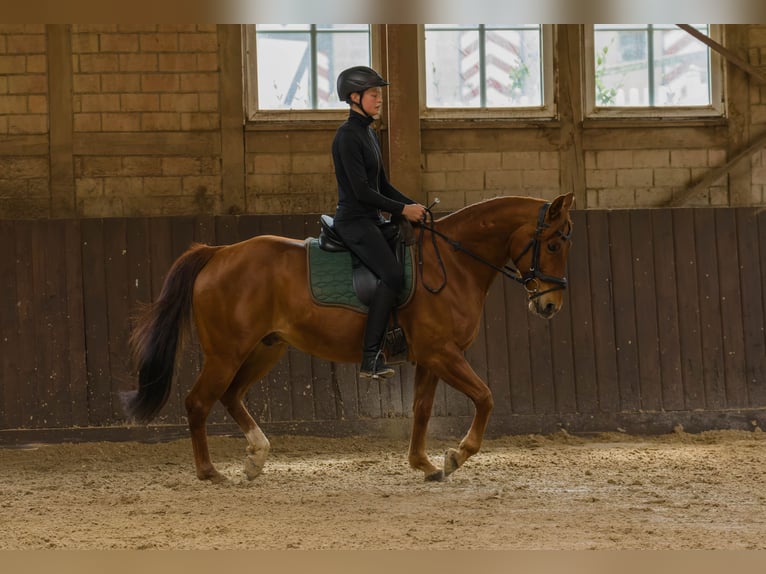 Quarter horse américain Hongre 8 Ans 152 cm Alezan in Großalmerode