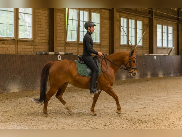 Quarter horse américain Hongre 8 Ans 152 cm Alezan in Großalmerode