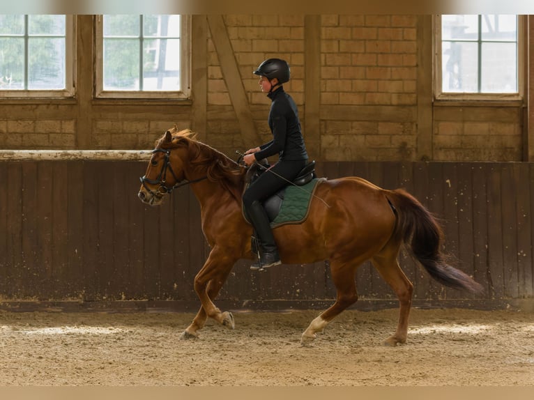 Quarter horse américain Hongre 8 Ans 152 cm Alezan in Großalmerode