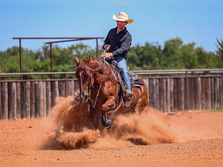 Quarter horse américain Hongre 8 Ans 152 cm Alezan cuivré in Waco