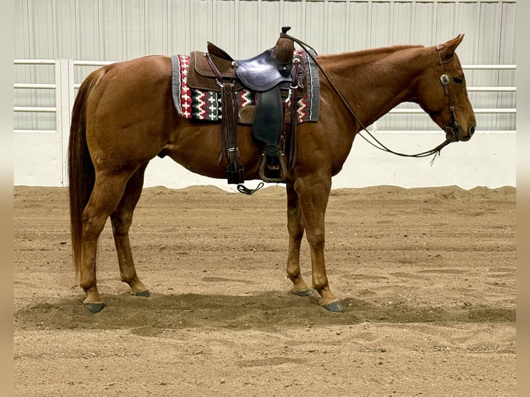 Quarter horse américain Hongre 8 Ans 152 cm Alezan cuivré in Cannon Falls