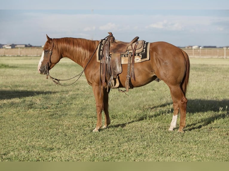 Quarter horse américain Hongre 8 Ans 152 cm Alezan cuivré in Amarillo, TX