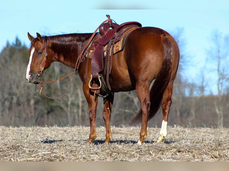 Quarter horse américain Hongre 8 Ans 152 cm Alezan cuivré in Clarion, PA