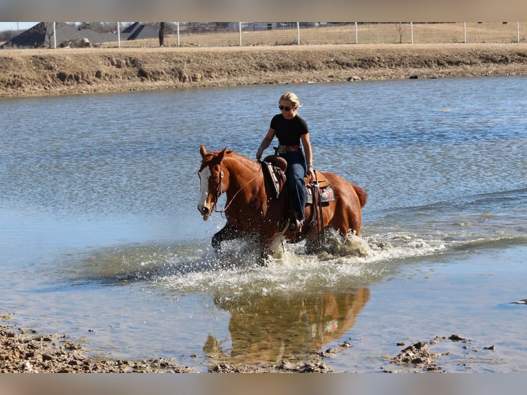 Quarter horse américain Hongre 8 Ans 152 cm Alezan cuivré in Mineral Wells