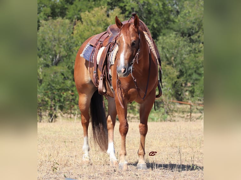 Quarter horse américain Hongre 8 Ans 152 cm Alezan cuivré in Graham, TX