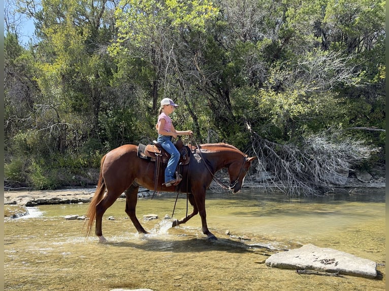 Quarter horse américain Hongre 8 Ans 152 cm Alezan cuivré in Cleburne