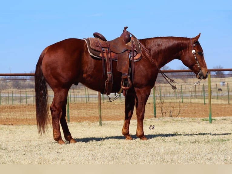Quarter horse américain Hongre 8 Ans 152 cm Alezan cuivré in Jackson TX