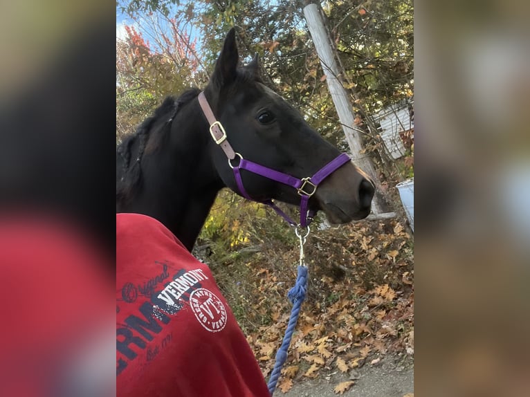 Quarter horse américain Hongre 8 Ans 152 cm Bai brun in Eddington