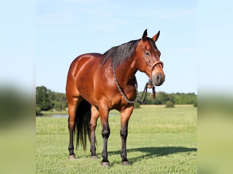 Quarter horse américain Hongre 8 Ans 152 cm Bai cerise in Buffalo