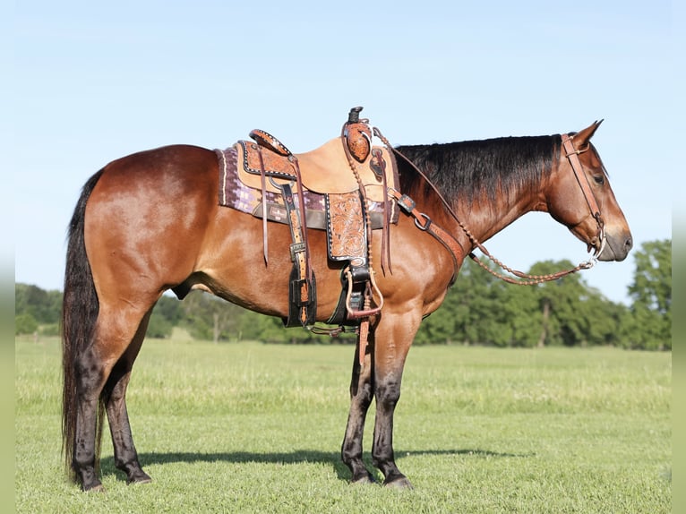 Quarter horse américain Hongre 8 Ans 152 cm Bai cerise in Buffalo