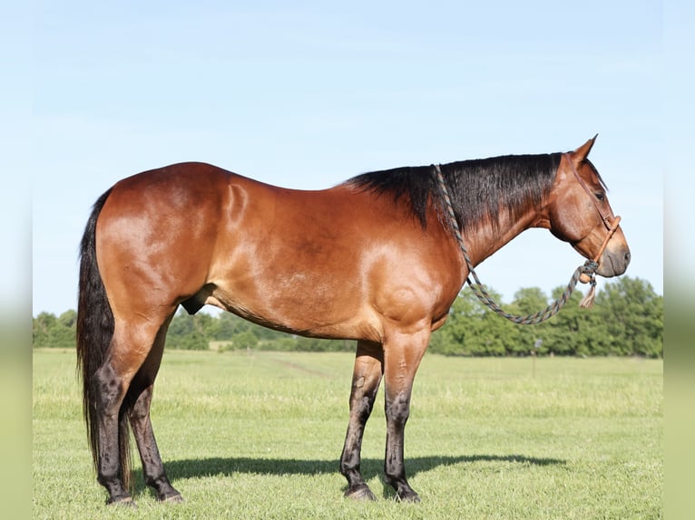 Quarter horse américain Hongre 8 Ans 152 cm Bai cerise in Buffalo